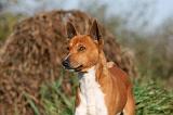 BASENJI 030